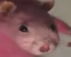 Lutik